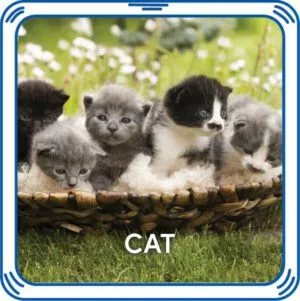 Kitty 4 in 1 Sound - Build-A-Bear Workshop Australia